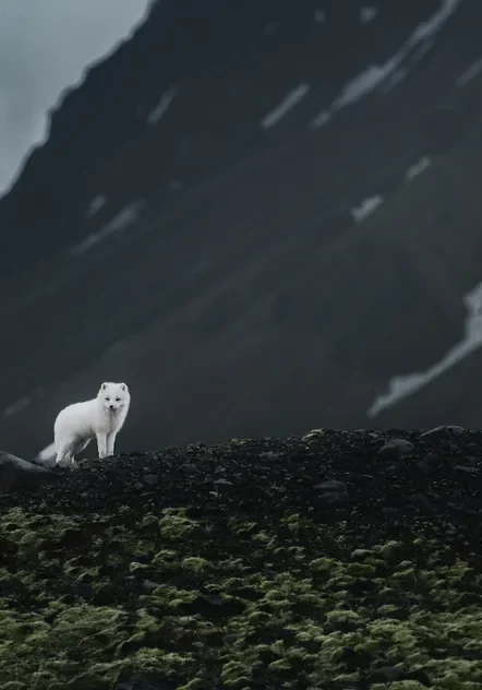 Islandia